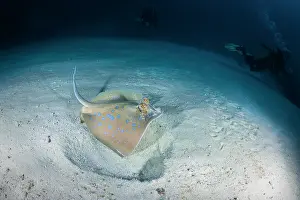 Rays: Bluespotted ribbontail ray (Taeniura lymma) above