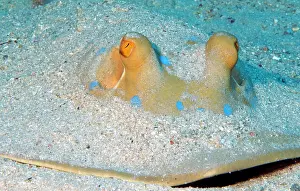 Hidden: Bluespotted ribbontail ray (Taeniura lymma), poisonous