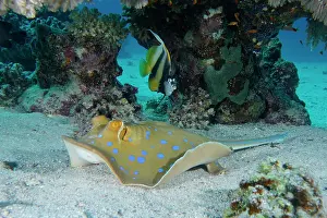 Butterflyfish: Bluespotted ribbontail ray (Taeniura lymma) and
