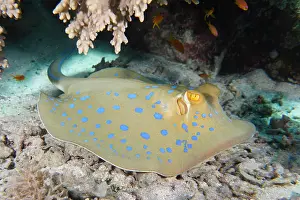 Bluespotted: Bluespotted ribbontail ray (Taeniura lymma), House r