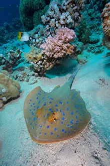 Bluespotted: Bluespotted ribbontail ray (Taeniura lymma), Marsa S