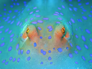 Bluespotted: Bluespotted ribbontail ray (Taeniura lymma), eyes