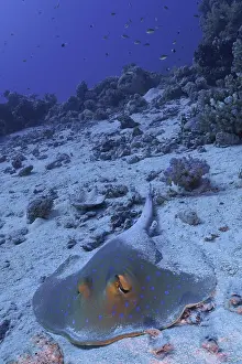 Bluespotted: Bluespotted ribbontail ray (Taeniura lymma), Fur