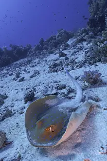 Bluespotted: Bluespotted ribbontail ray (Taeniura lymma), Fur
