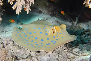 Bluespotted: Bluespotted ribbontail ray (Taeniura lymma), Hou