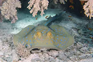 Bluespotted: Bluespotted ribbontail ray (Taeniura lymma), House