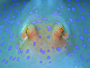 Bluespotted: Bluespotted ribbontail ray (Taeniura lymma), Red