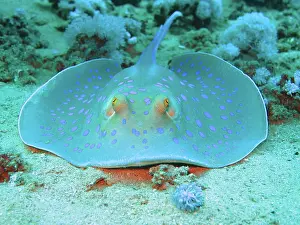 Bluespotted: Bluespotted ribbontail ray (Taeniura lymma), Red