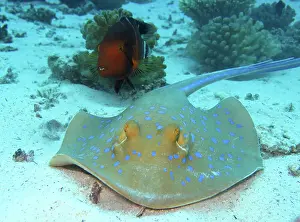 Bluespotted: Bluespotted ribbontail ray (Taeniura lymma), Red