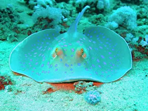 Sting: Bluespotted ribbontail ray (Taeniura lymma), Red
