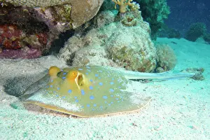 Bluespotted: A bluespotted ribbontail ray (Taeniura lymma) resting