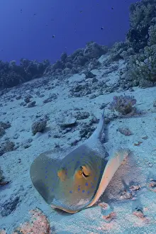 Bluespotted: Bluespotted ribbontail ray (Taeniura lymma), Small