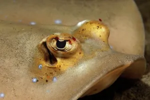Philippine: Bluespotted stingray (Neotrygon kuhlii) or Kuhl's