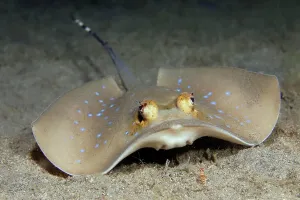 Philippine: Bluespotted stingray (Neotrygon kuhlii) or Kuhl's