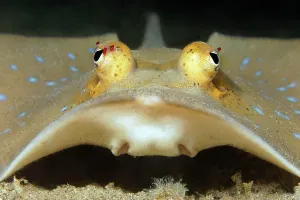 Philippine: Bluespotted stingray (Neotrygon kuhlii) or Kuhl's