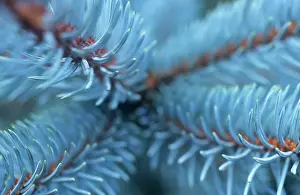 Glauca: Bluespruce