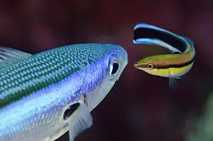 Neon: Bluestreak Cleaner bluestreak cleaner wrasse (Labroides