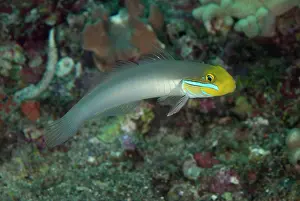 Windows: Bluestreak Goby