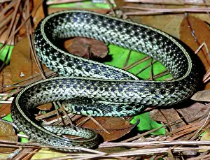 Bluestripe: Bluestripe Garter Snake