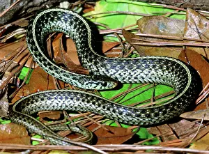 Bluestripe: Bluestripe Garter Snake