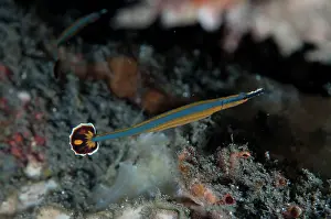 Bluestripe: Bluestripe Pipefish during night dive