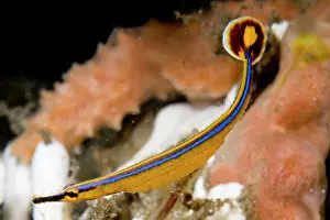 Pipefish: Bluestripe Pipefish - by sponge