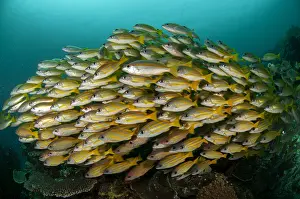 Snapper: Bluestripe Snapper - school - Mioskon dive site