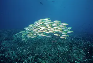 Lutjanus: Bluestriped / Blue-stripe SNAPPER / Yellow and