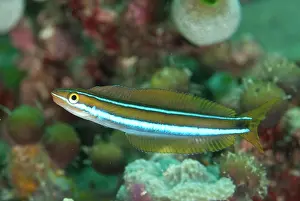Nose: Bluestriped Fangblenny