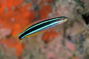 Nose: Bluestriped Fangblenny