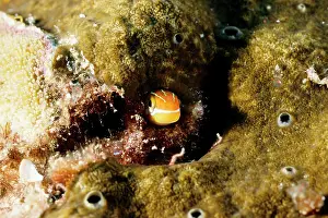 Blennys: Bluestriped fangblenny. It can change colour and