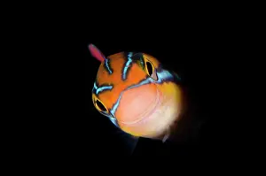 Blenny: Bluestriped Fangblenny orange form in hole Yellow