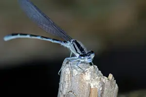 Bluet: Bluet Damselfly