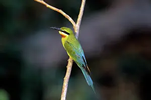 Philippinus: Bluetailed BEE-EATER