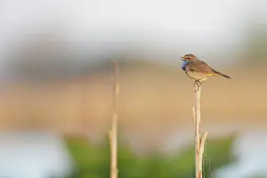 Zouweboezem: Bluethroat