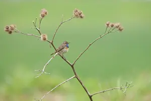 Biesbosch: Bluethroat