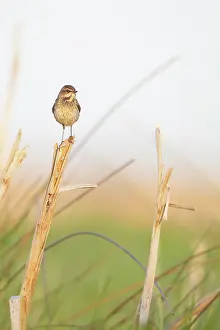 Zouweboezem: Bluethroat