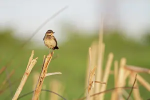 Zouweboezem: Bluethroat