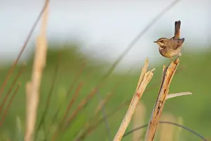 Svecica: Bluethroat
