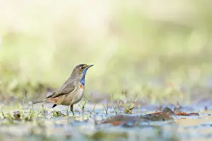 Svecica: Bluethroat