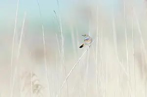 Svecica: Bluethroat