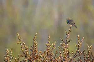 Svecica: Bluethroat