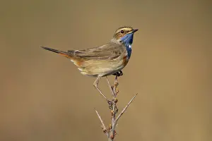 Svecica: Bluethroat