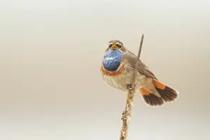 Reedbed: Bluethroat