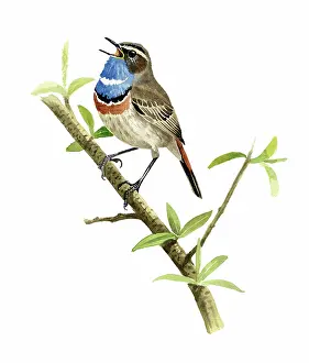 Svecica: Bluethroat