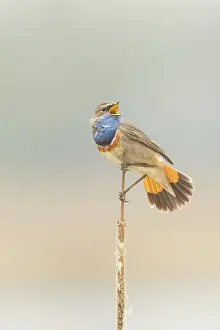 Sing: Bluethroat