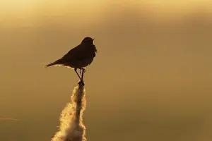 Sing: Bluethroat