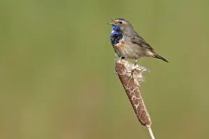 Luscinia: Bluethroat