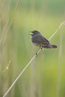 Luscinia: Bluethroat