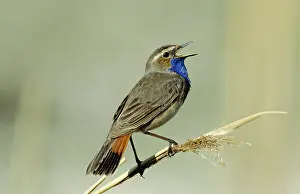 Luscinia: Bluethroat